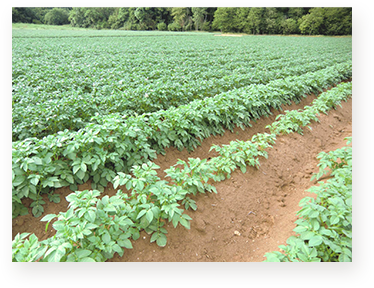 production : cooperative pomme de terre