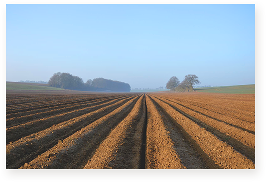 vendre pomme de terre - cooperative agricole